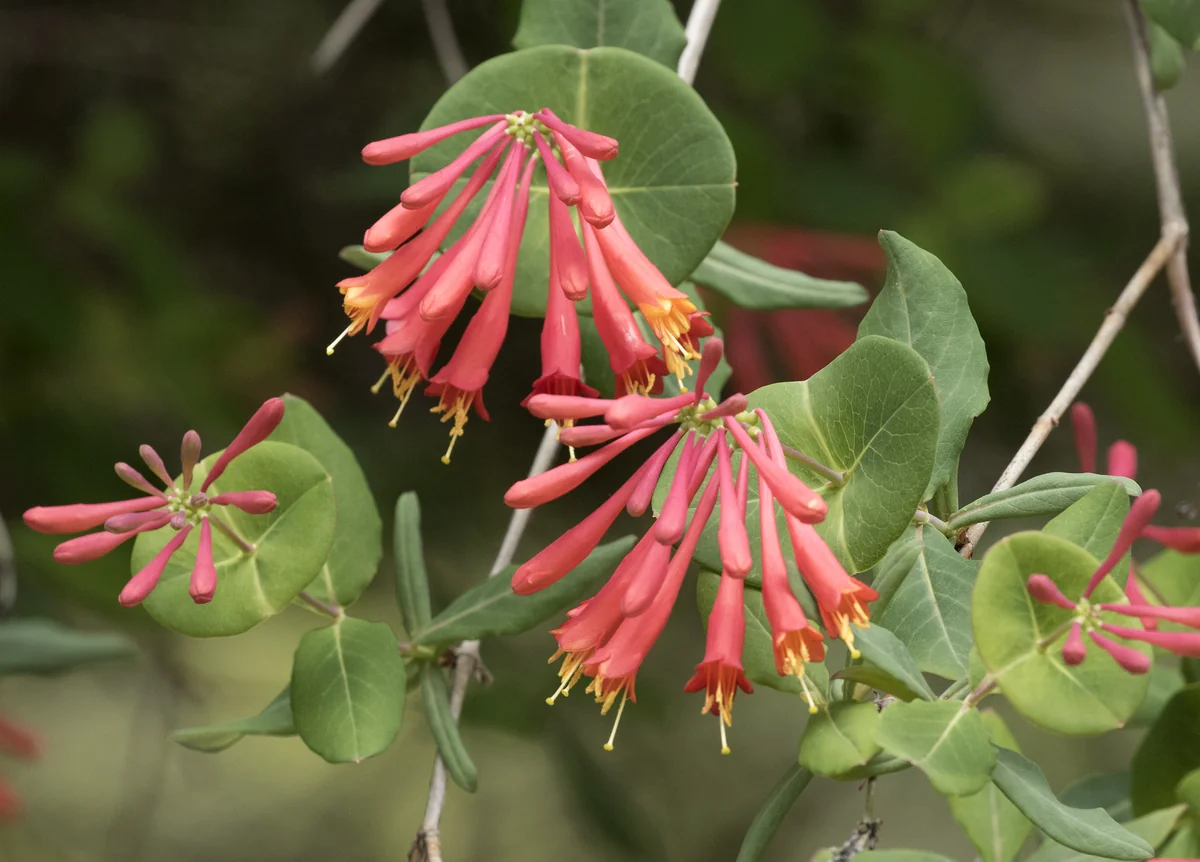 Trumpet Honeysuckle thumbnail 2