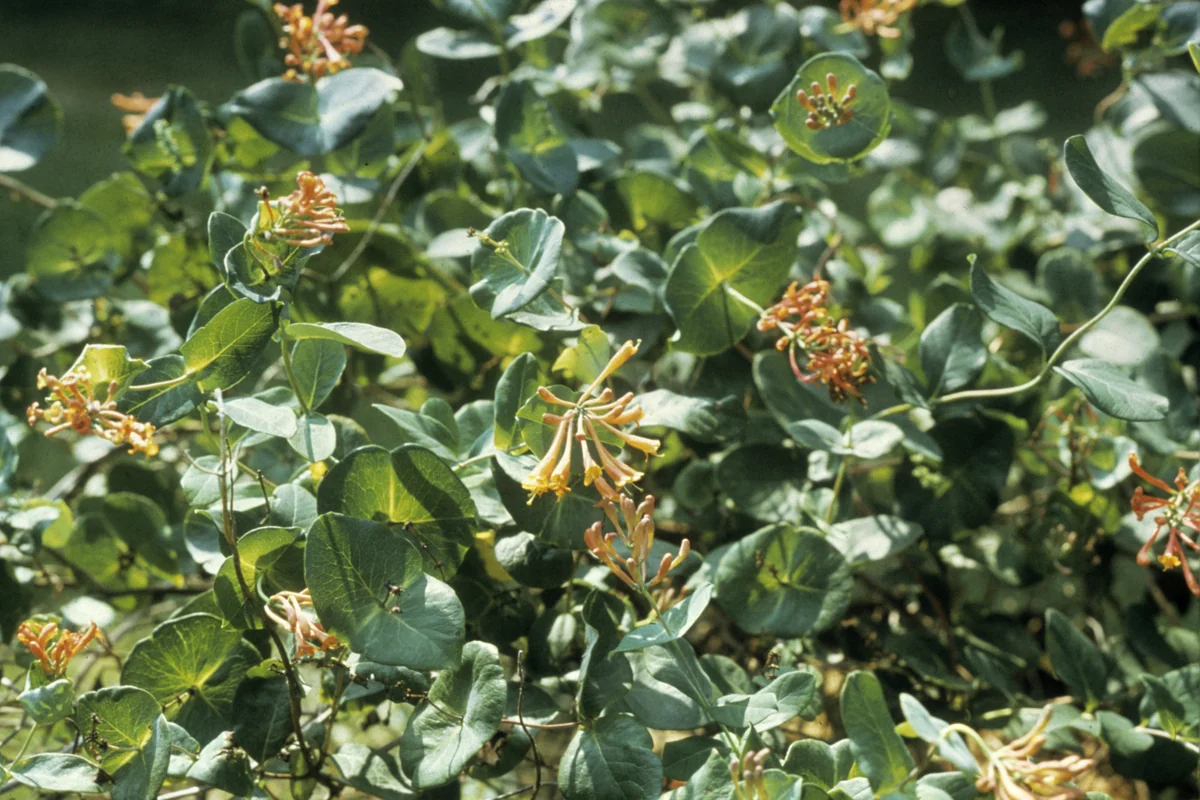 Trumpet Honeysuckle thumbnail 3