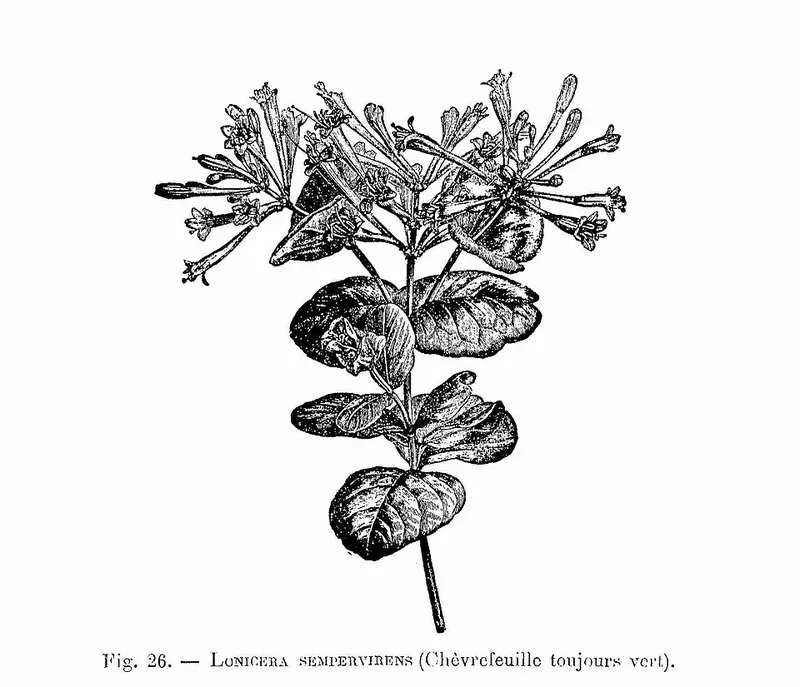 Trumpet Honeysuckle (Lonicera sempervirens) in Middle Tennessee