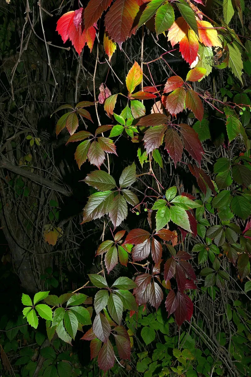 Virginia Creeper (Parthenocissus quinquefolia) in Middle Tennessee